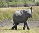 Слона с трубкой на высоких